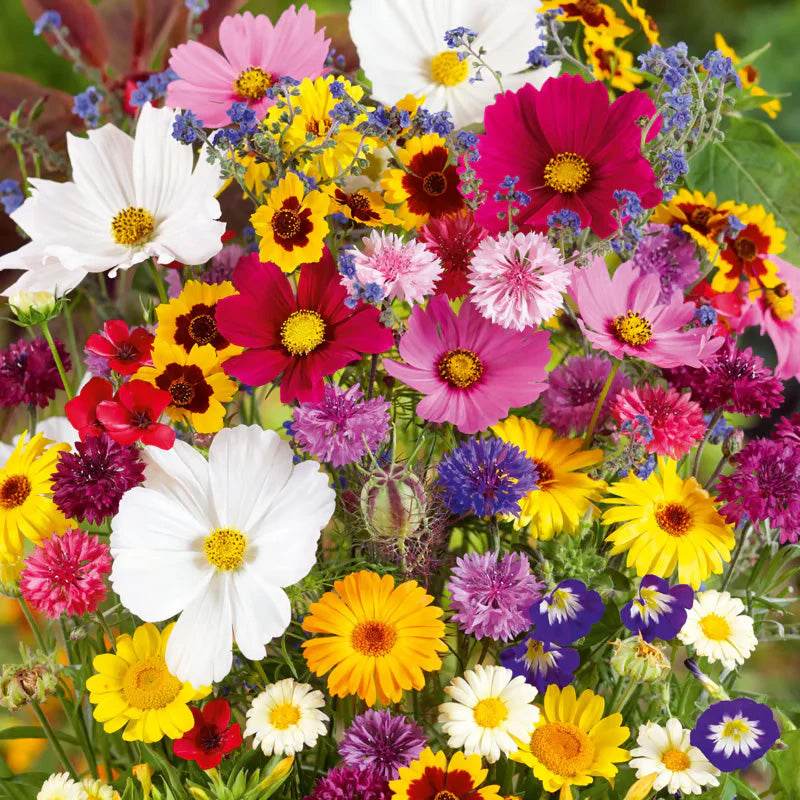 Blumensamen-Kombination