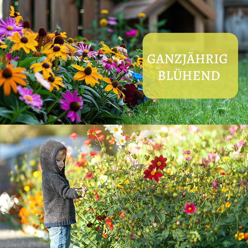 Blumensamen-Kombination
