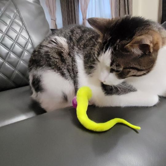🔥Typisierter Wackelball für Katzen