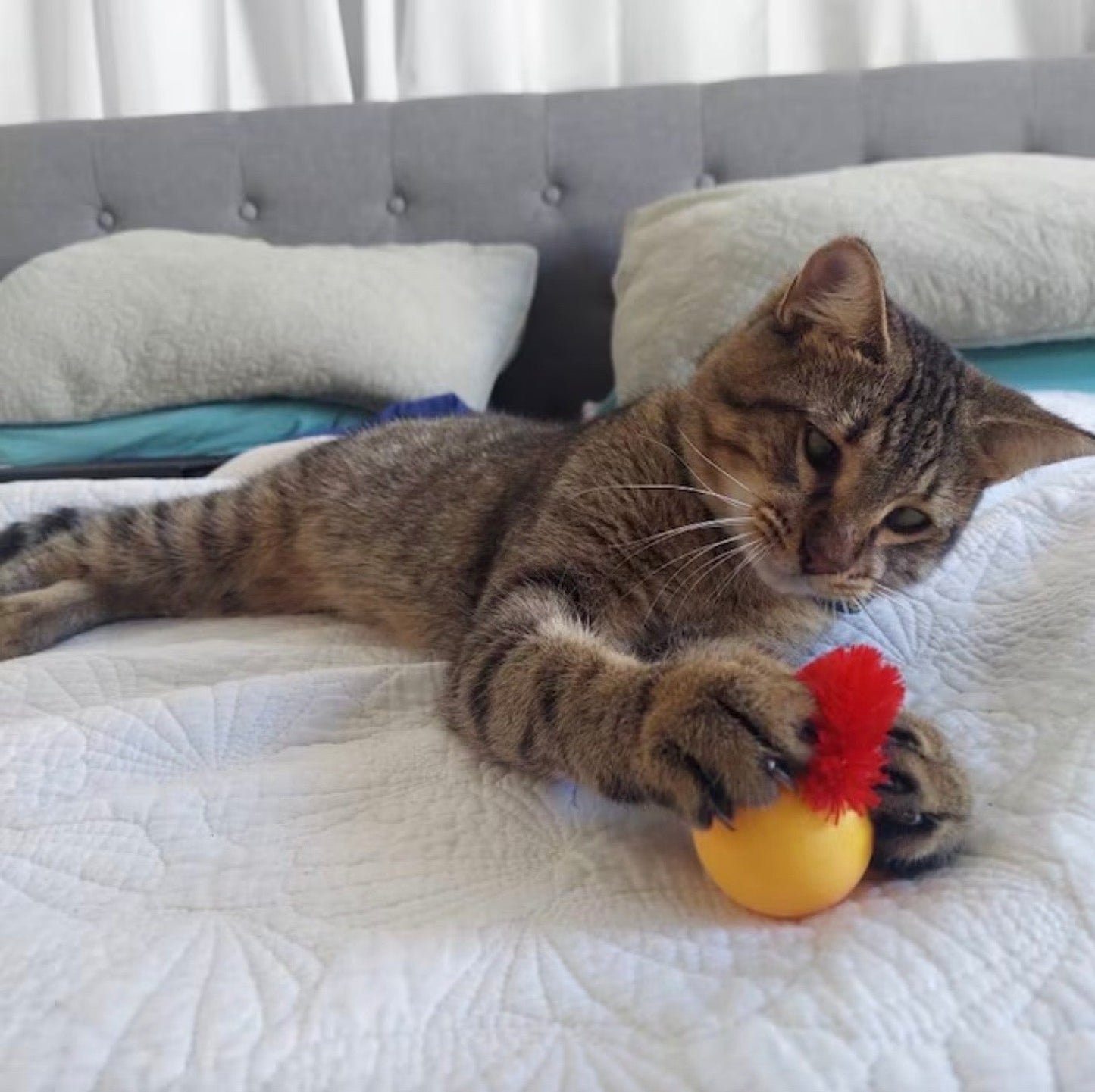 🔥Typisierter Wackelball für Katzen