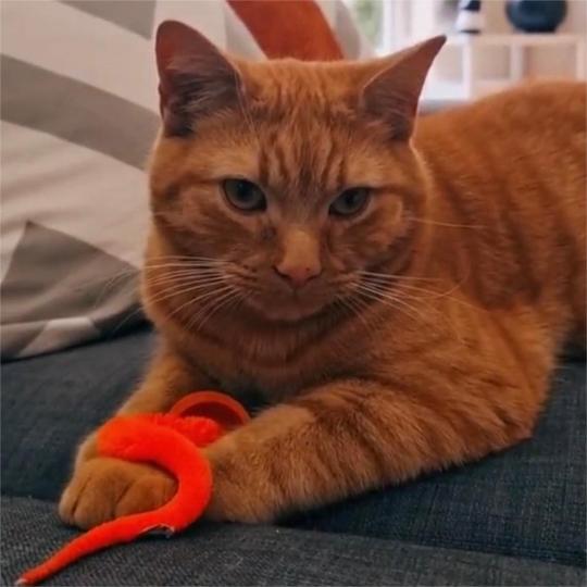 🔥Typisierter Wackelball für Katzen